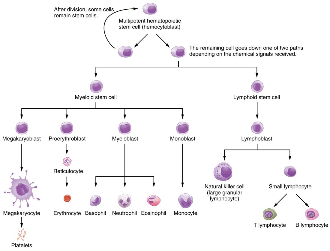 A branching flowchart of blood cell production. A single stem cell at the top divides; one daughter loops back to stay a stem cell, and the other splits into two branches. The left, larger branch passes through several precursor cells to a large many-lobed cell that sheds platelets, to a red blood cell, and to four kinds of white blood cell. The right branch passes through a precursor to three kinds of white blood cell with large round nuclei.