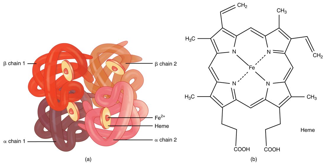 Two drawings of the oxygen-carrying protein of red blood cells. On the left, four folded protein chains, two of one kind and two of another, are packed together, and each holds a small flat disc with an iron ion at its center. On the right, the chemical structure of one disc: a large ring of four smaller nitrogen-containing rings with one iron atom bonded in the middle.