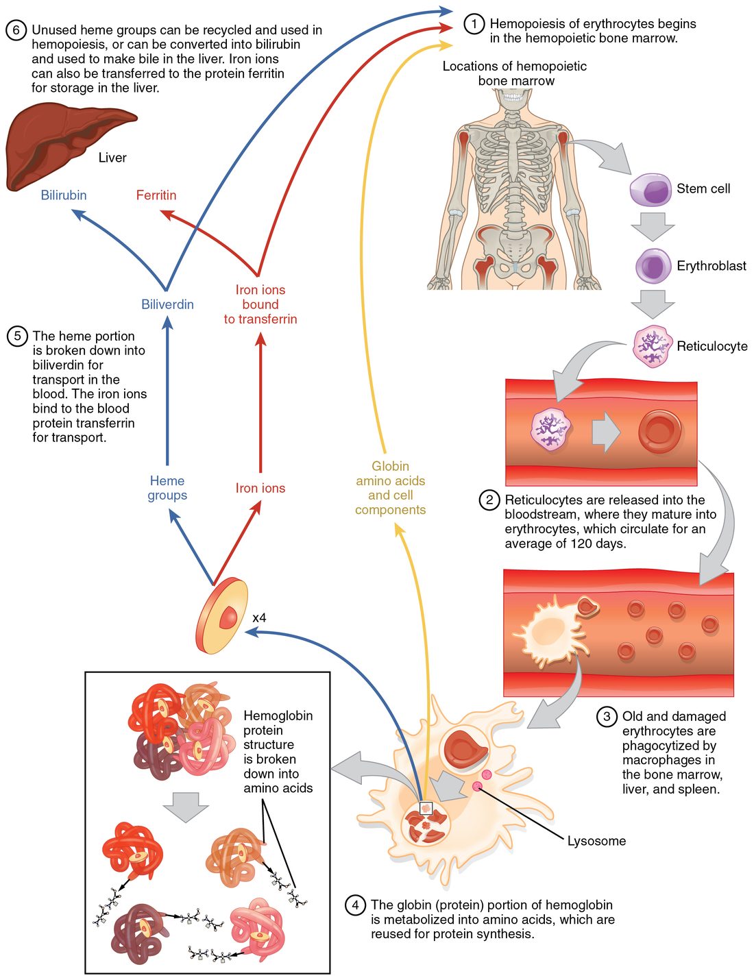 A numbered cycle diagram of the red blood cell's life. New cells form in the marrow of the skeleton and pass through stages into the bloodstream, where they circulate. Old cells are engulfed by a large scavenger cell. Inside it the protein is split: the protein chains become amino acids; the iron is carried away by a blood protein and either reused in the marrow or stored in the liver; and the rest of the pigment is converted in two steps into a green and then a yellow pigment that the liver handles.