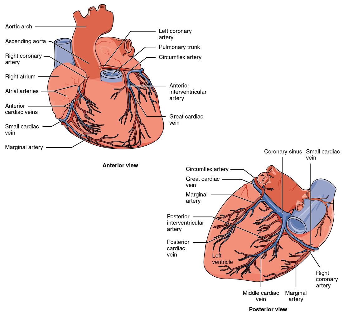 Front and back views of the heart showing its own blood vessels. Red arteries branch from the base of the aorta: one runs down the front groove toward the tip, one curves around the left side in the groove between upper and lower chambers, and one runs around the right side and down the back. Blue veins run beside them and gather into a wide vein in the groove on the back of the heart that empties into the right upper chamber.