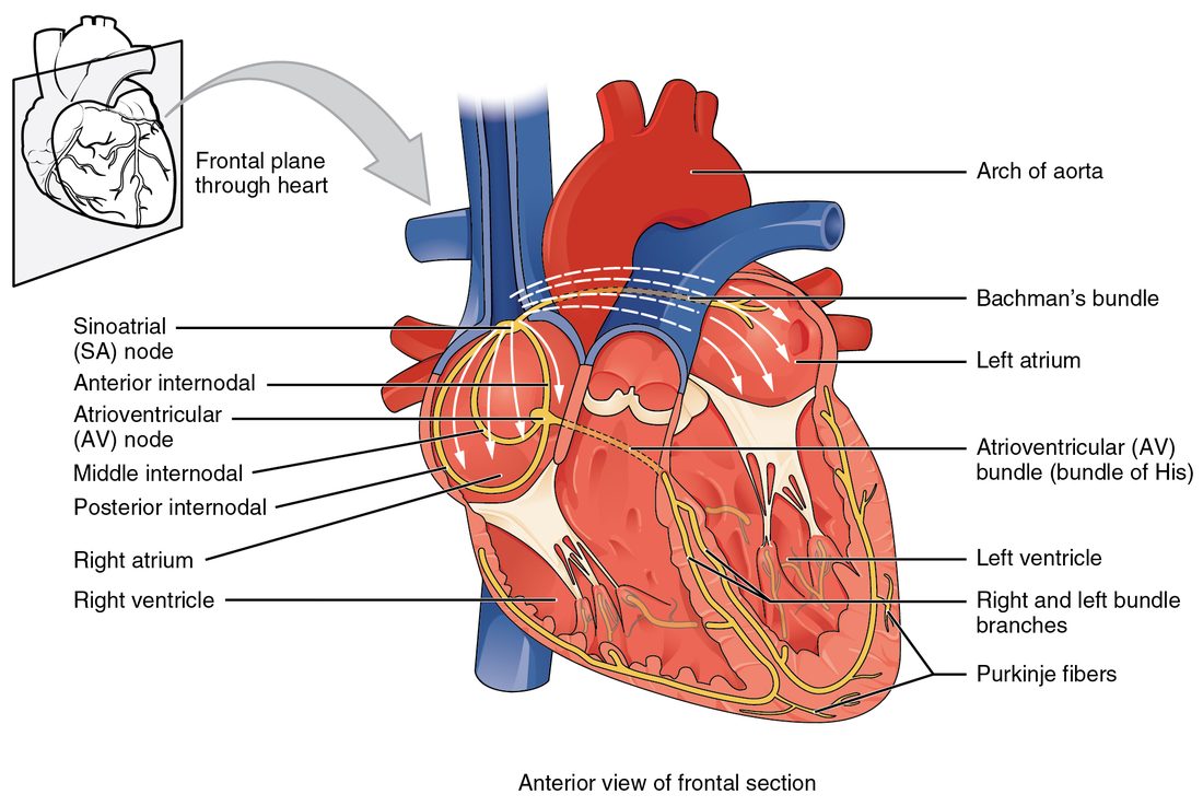 The heart cut open in a frontal plane, seen from the front, with its conduction pathway drawn as yellow lines. A small node sits high in the wall of the right upper chamber near where the large vein from above enters. Three pathways run from it down through the right upper chamber to a second node low in the wall between the upper chambers, and a band crosses to the left upper chamber. From the second node a single bundle runs into the wall between the lower chambers, splits into right and left branches that run down toward the tip, and then fans out as fine fibers up the walls of both lower chambers.