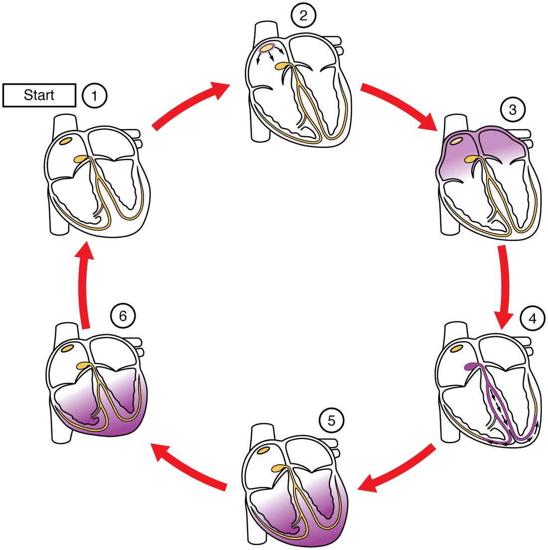 Six numbered outline drawings of the heart arranged in a circle, each with purple shading showing which tissue is electrically active. In the first nothing is shaded. In the second only the node in the right upper chamber is active. In the third the shading covers both upper chambers. In the fourth the upper chambers are clear and the shading runs along the bundle and its branches in the wall between the lower chambers. In the fifth the shading fills the lower chambers from the tip upward. In the sixth the shading fades from the lower chambers, starting at the top.