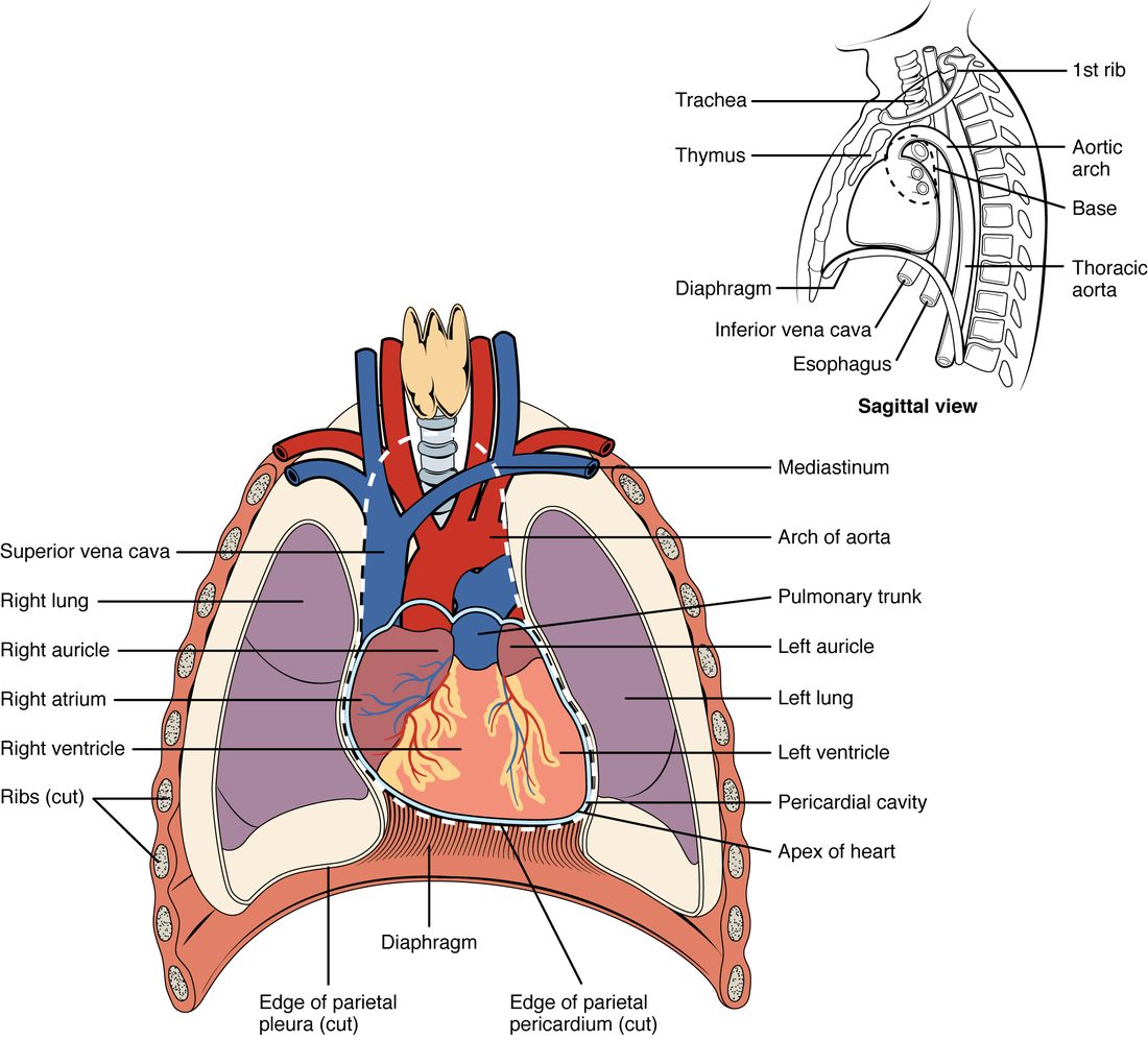 Front view of an opened chest with the ribs cut away. The heart sits in the middle of the chest between the two lungs, resting on the dome of the diaphragm, with its pointed tip angled down and to the left. A dashed line marks the cut edge of the sac around the heart. A small side view shows the heart behind the sternum and in front of the esophagus and vertebral column.