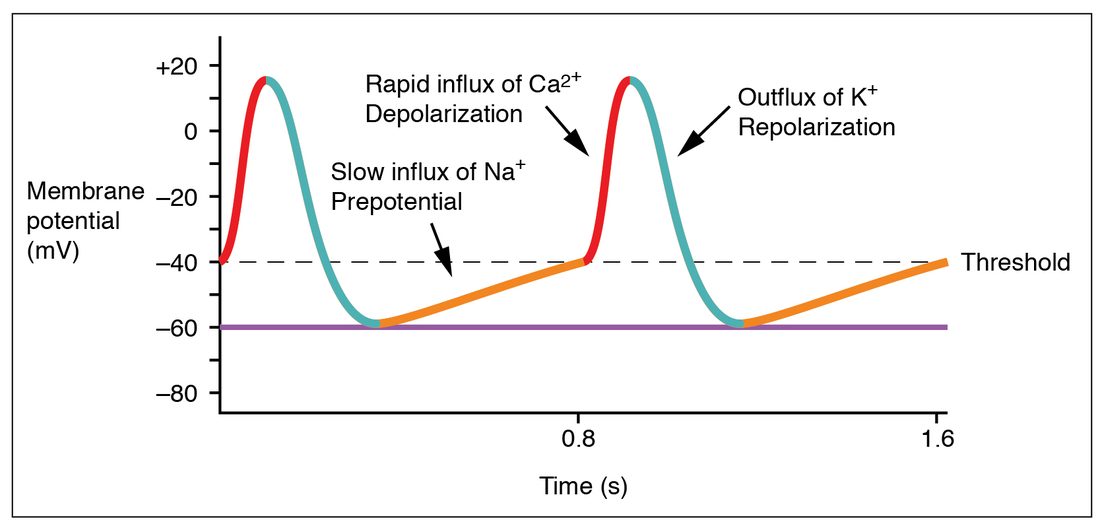 A graph of membrane potential in millivolts against time in seconds, from 0 to 1.6 seconds, for a pacemaker cell. A dashed line marks threshold at minus 40 millivolts and a solid line marks minus 60. The trace starts at threshold, rises steeply to about plus 15, falls back to minus 60, then climbs slowly and steadily back to threshold at 0.8 seconds, and repeats. Labels mark the slow climb as sodium entering, the steep rise as calcium entering, and the fall as potassium leaving.