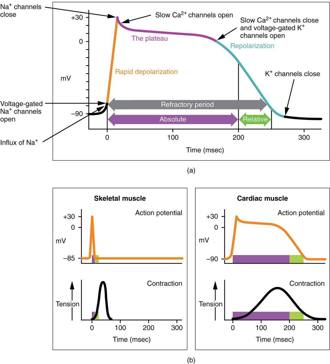 Three graphs. The top graph shows a heart muscle action potential in millivolts against time: a steep rise from about minus 90, a small dip, a long, nearly flat stretch a little above zero, a fall back to minus 90, and a bracket marking the long refractory period. The two lower graphs compare skeletal and heart muscle, each plotting the action potential and the muscle's tension on the same time axis: in skeletal muscle the brief spike is over before tension rises, while in heart muscle the long action potential lasts almost as long as the tension curve.