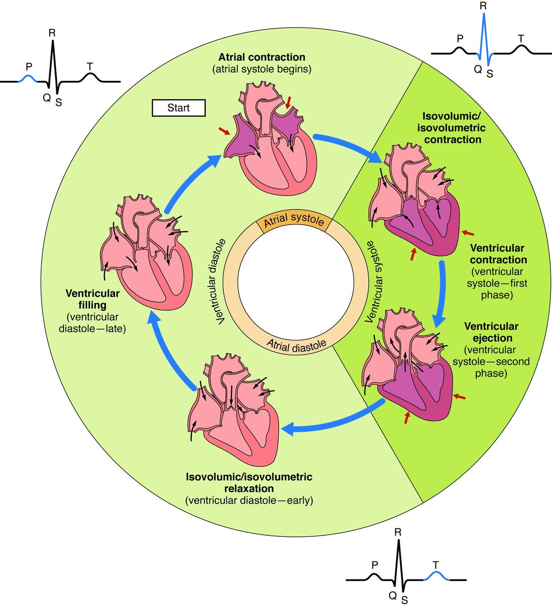 A circular diagram of one heartbeat with five drawings of the heart around it, each showing which chambers are contracting and which valves are open. Starting at the top and going clockwise: the atria contract; the ventricles begin to contract with all valves shut; the ventricles eject blood into the two great arteries; the ventricles relax with all valves shut; the ventricles fill. Small ECG tracings at the corners highlight the P wave, the QRS complex and the T wave. An inner ring marks atrial systole and diastole and ventricular systole and diastole.