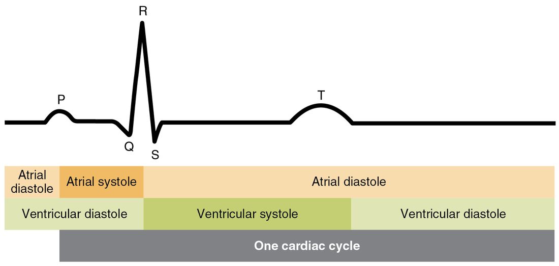 One ECG beat with its P wave, QRS complex and T wave, above two colored bars on the same time axis. The upper bar shows atrial systole starting after the P wave and ending at the QRS complex, with atrial diastole before and after. The lower bar shows ventricular systole from the QRS complex to the end of the T wave, with ventricular diastole before and after. A bottom bar spans one cardiac cycle.