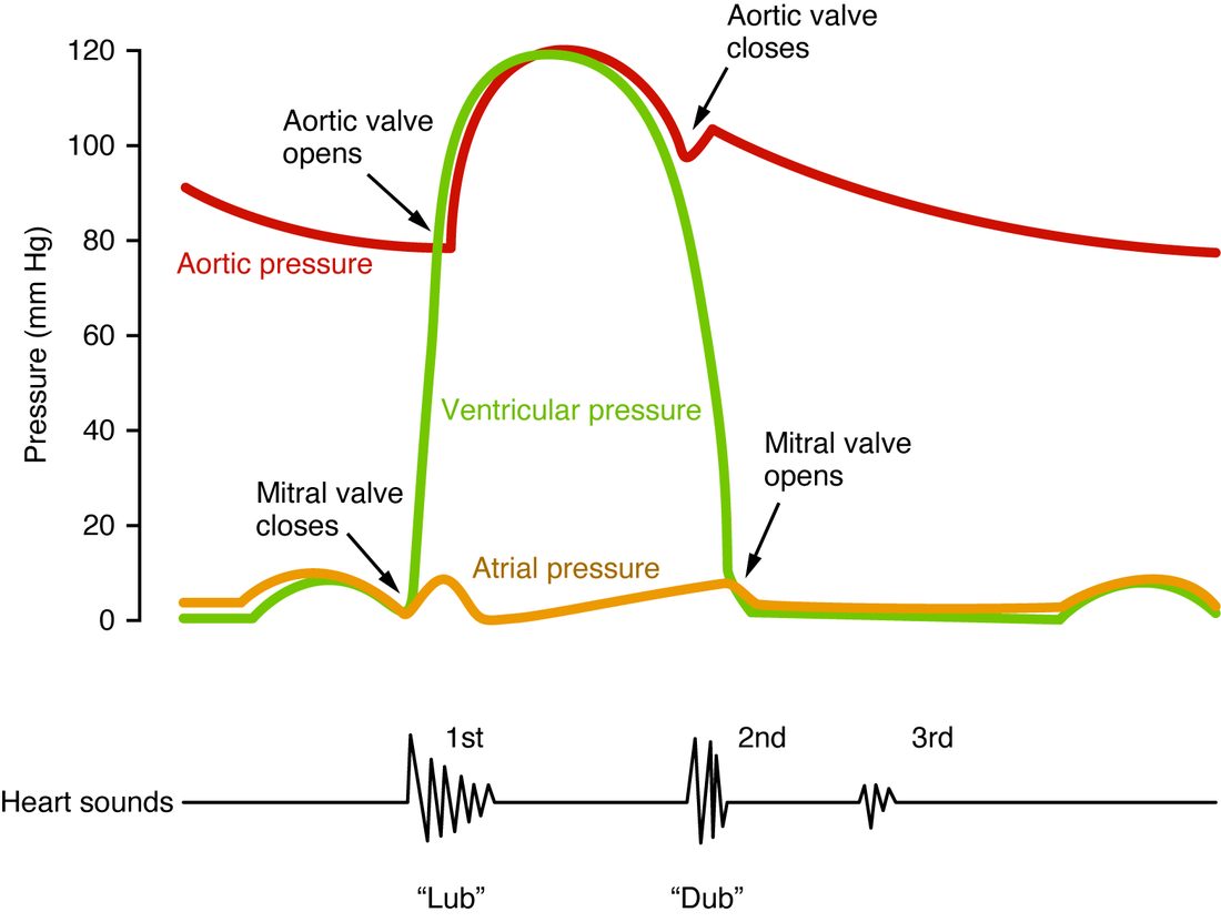 A graph of pressure in mm Hg over one heartbeat, with three traces. Aortic pressure falls slowly to about 80, rises with ventricular pressure to about 120, dips at a notch where the aortic valve closes, then falls slowly. Ventricular pressure is near zero, rises steeply after the mitral valve closes, crosses aortic pressure where the aortic valve opens, peaks near 120, and falls steeply below atrial pressure where the mitral valve opens. Atrial pressure stays below about 10 with small bumps. Below the graph, a heart sounds trace shows the first sound, lub, at mitral valve closure, the second, dub, at aortic valve closure, and a faint third sound early in filling.