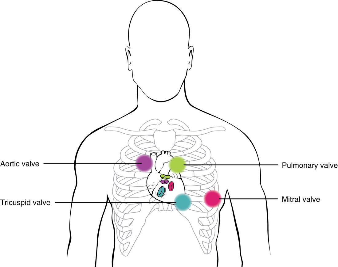 The front of a person's chest with the rib cage and heart drawn in. Four colored spots mark where each valve is heard best: the aortic valve just right of the upper sternum, the pulmonary valve just left of the upper sternum, the tricuspid valve at the lower left edge of the sternum, and the mitral valve farther left, near the apex of the heart.