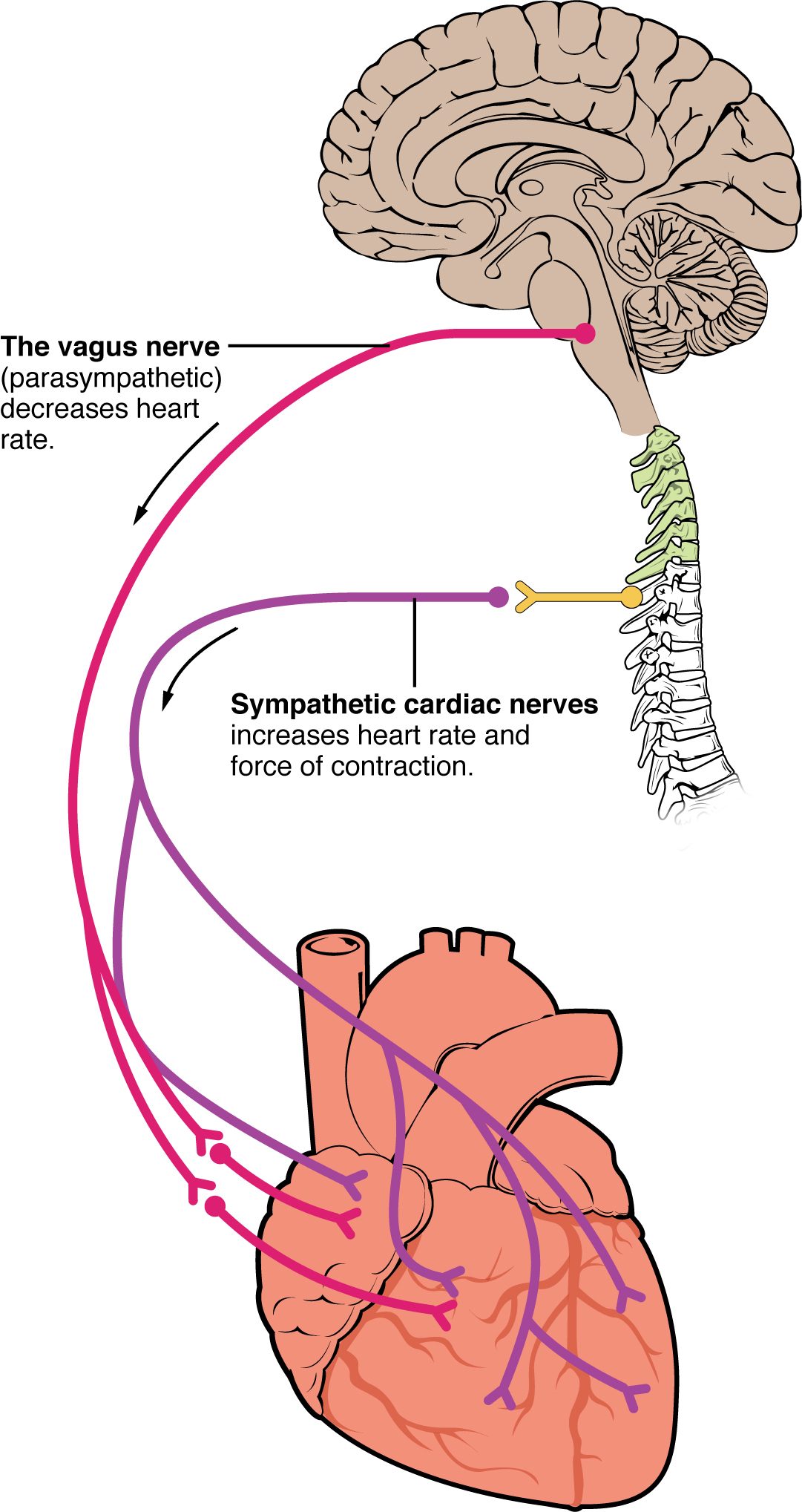 A drawing of the brain, spinal column and heart. A nerve runs from the lower brainstem down to the upper chambers of the heart and is labeled as parasympathetic, slowing heart rate. Other nerves run from the upper thoracic spinal cord through a relay near the spine to both the upper chambers and the ventricles, labeled as sympathetic, raising heart rate and force of contraction.
