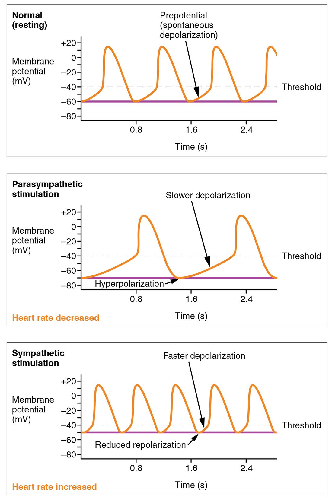 Three graphs of a pacemaker cell's membrane potential over 2.4 seconds, with a dashed threshold line at about minus 40 millivolts. In the resting graph, the potential drifts up from about minus 60 to threshold and fires about every 0.8 seconds. With parasympathetic stimulation, it starts lower, near minus 70, and drifts up more slowly, so it fires less often. With sympathetic stimulation, it starts higher, near minus 50, and drifts up faster, so it fires more often.