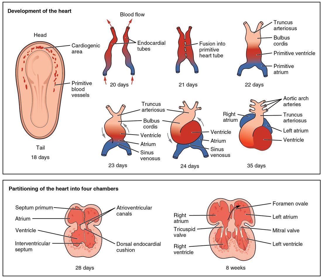 Top panel: stages of heart development. At 18 days, an outline of the flat embryo seen from above, with red patches at its head end and along its sides. At 20 days, two separate red-and-blue tubes side by side, blood flowing toward their top ends. At 21 days, the tubes fused along the middle into one. At 22 days, a single tube with swellings stacked from top to bottom. At 23 and 24 days, the tube bending into an S, its lower chambers moving up behind the upper ones. At 35 days, a heart shape with two upper chambers and branching arteries at the top. Bottom panel: two sections through the heart at 28 days and 8 weeks, showing walls growing to divide the chambers, pads of tissue between upper and lower chambers, and at 8 weeks a curved arrow passing through an opening between the two upper chambers, with valves between upper and lower chambers.