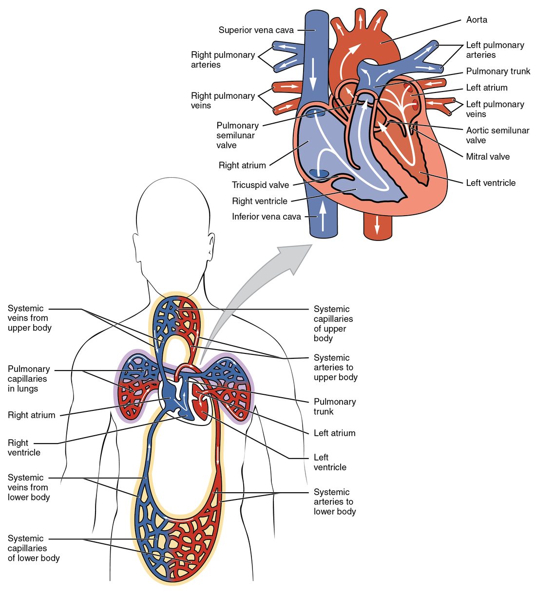 Two drawings of the circulation. Above, the heart with its large vessels: vessels carrying oxygen-poor blood shown in blue and vessels carrying oxygen-rich blood shown in red. Below, a loop diagram: the right side of the heart sends blood through a small loop to the capillaries of the lungs and back to the left side, which sends it through a larger loop to the capillaries of the body and back to the right side.