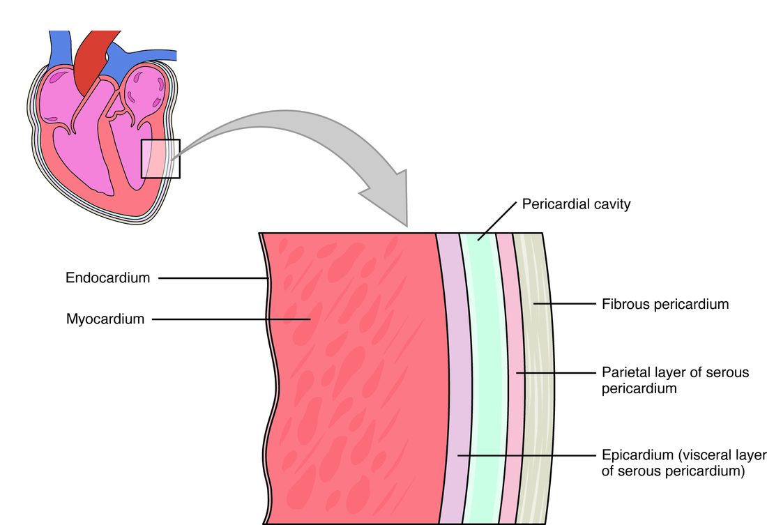 A small drawing of the heart with a box on its outer wall, enlarged into a slice showing the layers from inside to outside: a thin inner lining, a thick band of muscle, a thin outer covering, a narrow fluid-filled space, a thin membrane, and a tough outer fibrous layer.
