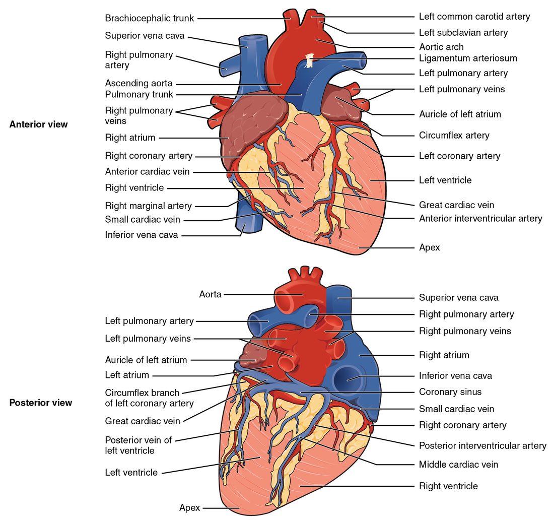 Two drawings of the outside of the heart. The front view shows the four chambers from the surface, the ear-shaped flaps of the upper chambers, the large vessels leaving the top, and surface vessels running in fat-filled grooves toward the tip. The back view shows the veins entering the upper chambers and the surface vessels on the back of the heart.
