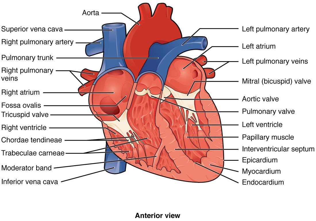 A front view of the heart cut open in a frontal plane. It shows the two upper and two lower chambers, the wall between the lower chambers, the valves between upper and lower chambers held by thin cords to small muscles on the lower chamber walls, the valves at the exits to the two large arteries, the large veins entering, and the thick muscular wall of the lower left chamber.