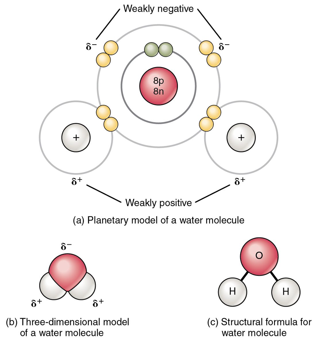 A water molecule shown three ways: as an oxygen atom sharing electron pairs with two hydrogen atoms, as a bent three-dimensional model, and as a structural formula. The oxygen end carries a partial negative charge and the hydrogen ends carry partial positive charges.