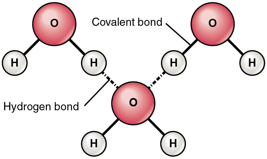 Three water molecules. Dotted lines connect the partially positive hydrogen of one molecule to the partially negative oxygen of a neighboring molecule.