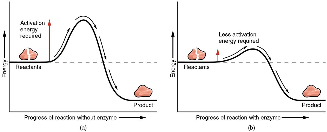 Two energy graphs side by side, each plotting energy against the progress of a reaction. Without an enzyme, the reactants must climb a tall hump before falling to the lower energy of the products. With an enzyme, the hump is much lower, while the starting and ending energies are the same as before.