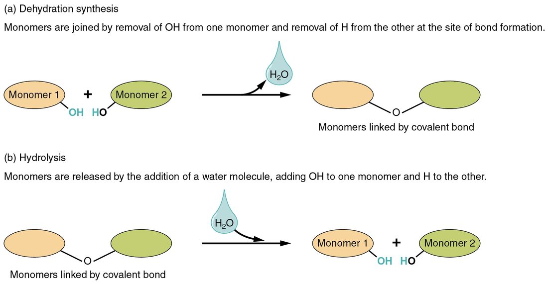 Two reactions shown one above the other. On top, two small building-block molecules join into one larger molecule and a molecule of water is released. Below, water is added to the larger molecule and it splits back into the two building blocks.
