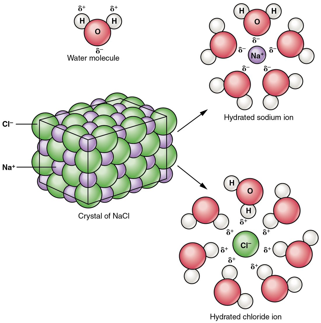 A crystal of sodium chloride dissolving in water. Water molecules crowd around each ion as it leaves the crystal: the oxygen ends of the water molecules face the sodium ions, and the hydrogen ends face the chloride ions.
