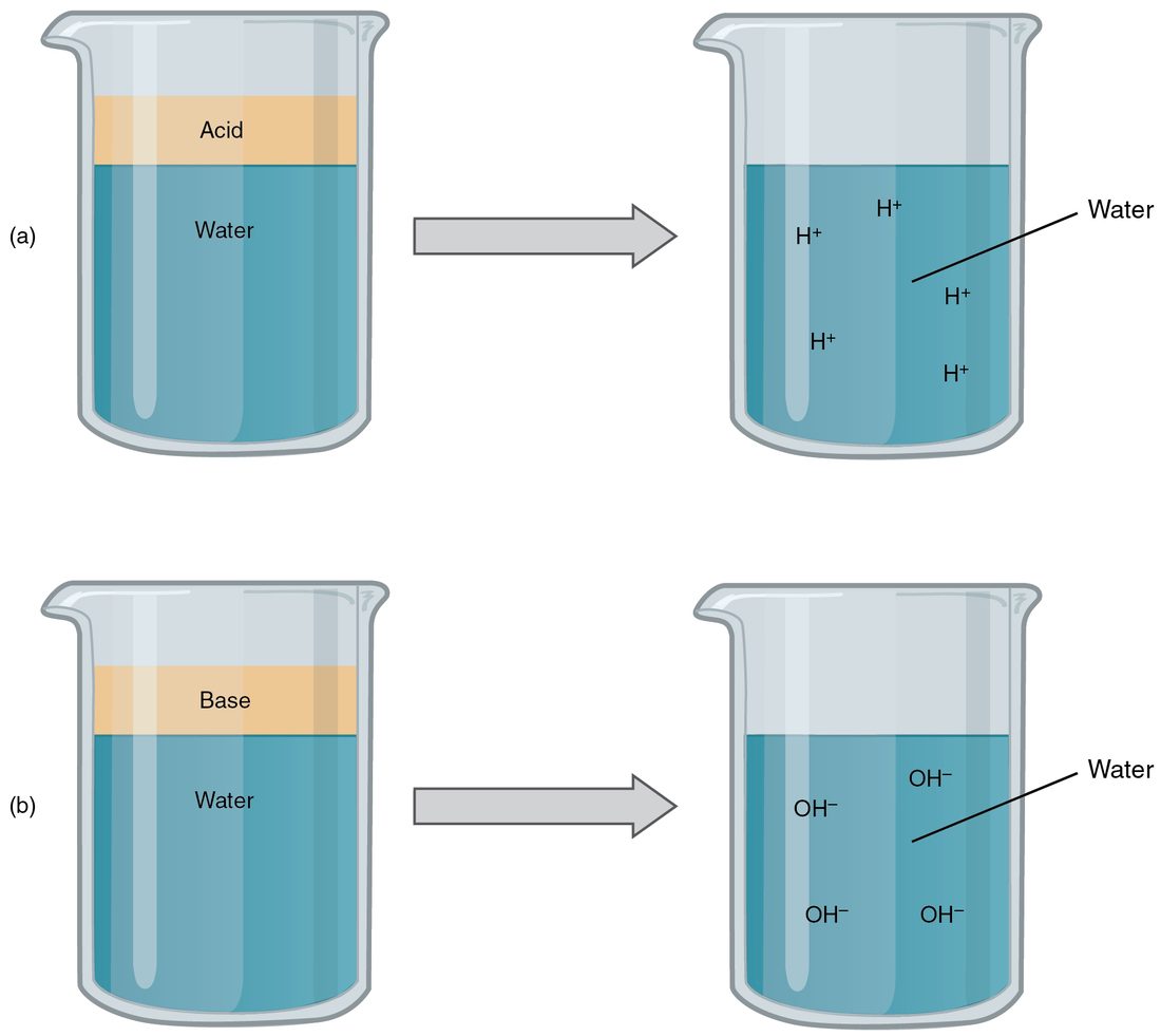 Two pairs of beakers. In the top pair, a layer of acid on water leaves the water holding free hydrogen ions (H+). In the bottom pair, a layer of base on water leaves the water holding free hydroxide ions (OH−).