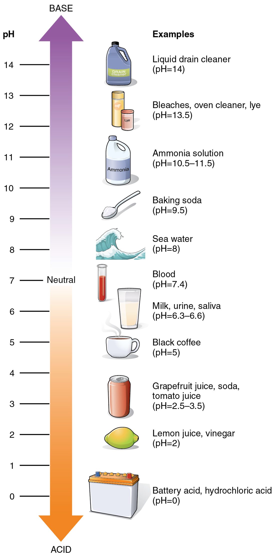A vertical pH scale from 0 to 14. Neutral, 7, sits in the middle; values below it are acidic and values above it are basic. Common substances are placed along the scale at their pH.