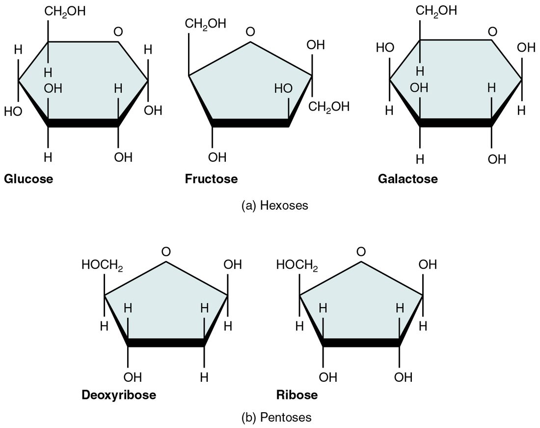 Ring structures of five single sugars: glucose, fructose and galactose, which each have six carbons, and ribose and deoxyribose, which each have five. Deoxyribose has one fewer oxygen atom than ribose.