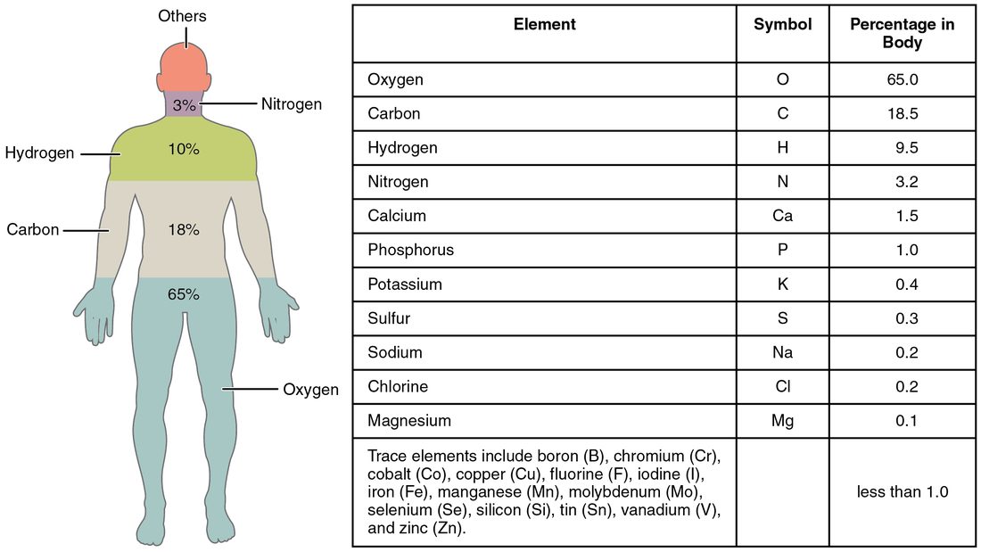 A human figure beside a table of the elements that make up the body, listed from most to least abundant by mass. Oxygen, carbon, hydrogen and nitrogen lead the list; calcium, phosphorus and a group of elements present in small amounts follow.