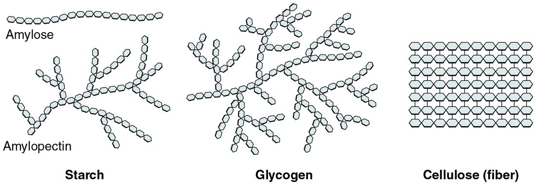 Three long chains built from glucose rings. Starch forms long chains with some branches, glycogen is much more heavily branched, and cellulose forms straight, unbranched chains lying side by side.