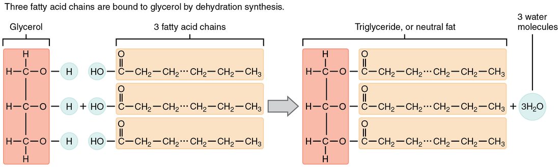 A glycerol molecule with three hydroxyl groups joins three long carbon chains, each ending in a carboxyl group. Three water molecules are released, and the result is one triglyceride.