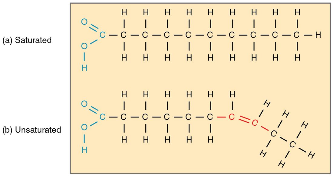 Two carbon chains compared. The saturated chain has only single bonds and runs straight. The unsaturated chain has a double bond between two carbons, which puts a bend in the chain.