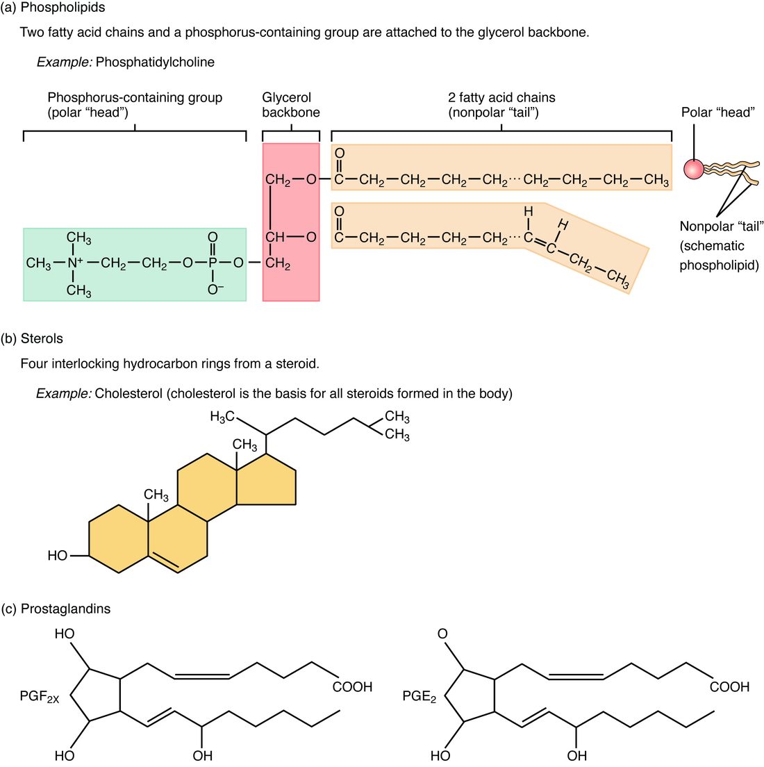 Structures of three lipids. A phospholipid has a head containing a phosphate group attached to glycerol and two long carbon tails. Cholesterol is built on four fused carbon rings. A third panel shows two signaling lipids, each made from a fatty acid chain folded around a five-carbon ring.