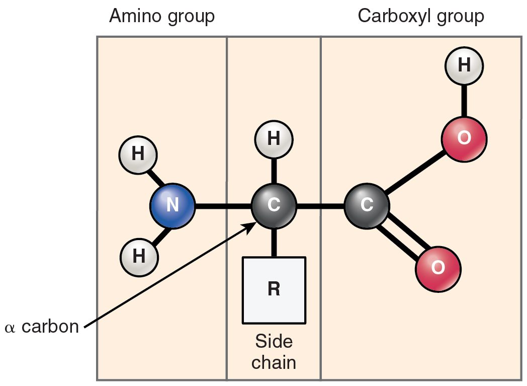 The general structure of an amino acid: a central carbon bonded to a hydrogen atom, an amino group, a carboxyl group and a variable side chain labeled R.