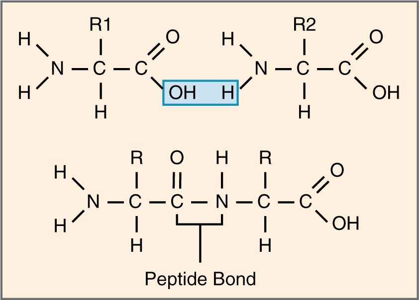 Two amino acids join. The carboxyl group of one links to the amino group of the other, a molecule of water is released, and the new carbon-nitrogen link between them is highlighted as the peptide bond.