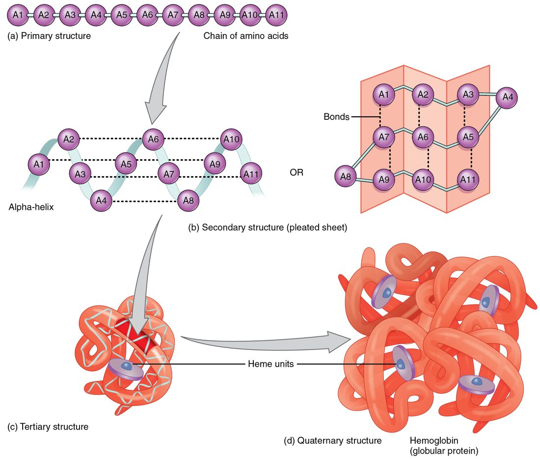 Four levels of a folded chain of amino acids. A straight sequence of amino acids; local coils and pleated sheets held by hydrogen bonds; the whole chain folded into a compact three-dimensional shape; and four folded chains fitted together into one working unit.