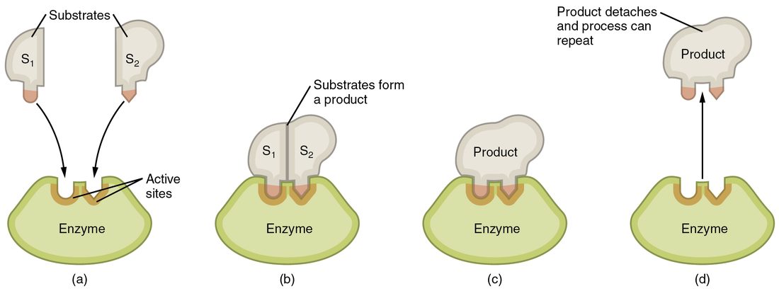 Four stages of an enzyme reaction: two substrate molecules approach the active site of an enzyme, bind in the active site, react while bound, and leave as a single product, while the enzyme is unchanged and free to bind again.