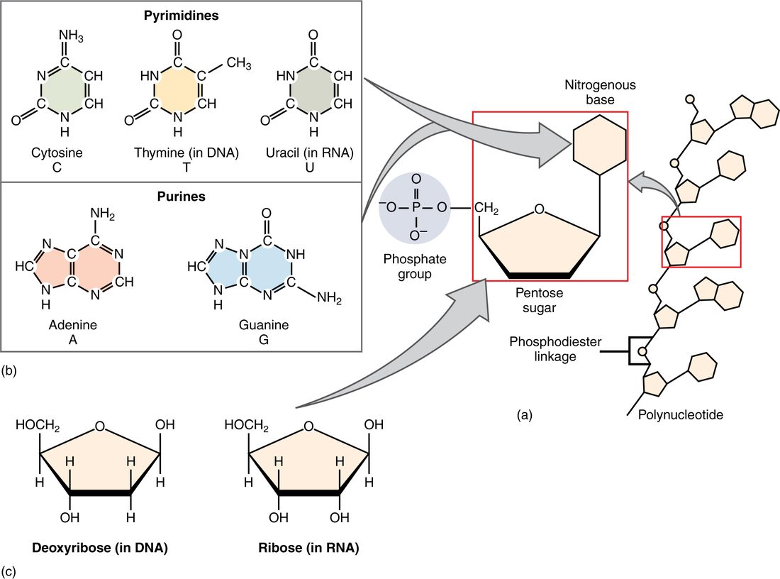 The parts of a nucleotide: a phosphate group, a five-carbon sugar and a nitrogen-containing base. The five bases are shown, the double-ring purines adenine and guanine and the single-ring pyrimidines cytosine, thymine and uracil, along with the two five-carbon sugars, ribose and deoxyribose.