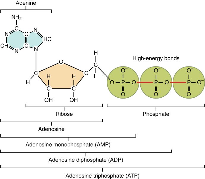 The structure of adenosine triphosphate: the base adenine joined to the five-carbon sugar ribose, which carries a chain of three phosphate groups.