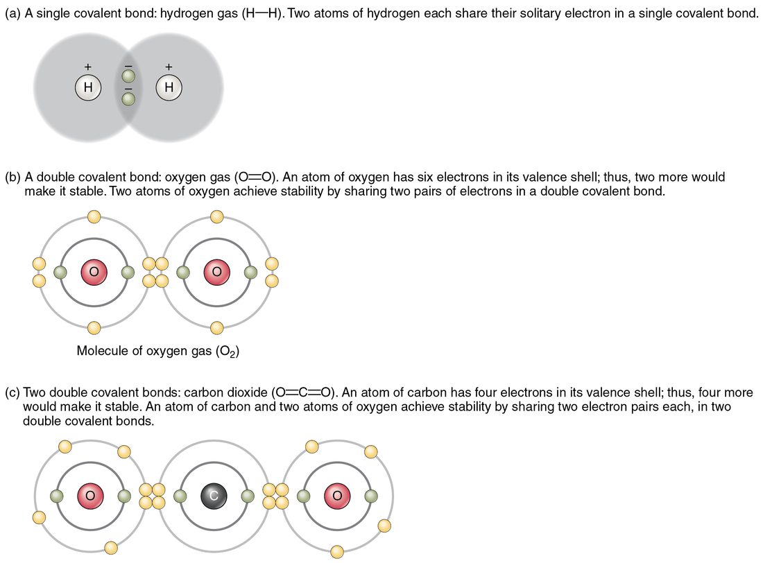 Three examples of shared electrons. Two hydrogen atoms share one pair of electrons. Two oxygen atoms share two pairs. A carbon atom shares two pairs with each of two oxygen atoms, forming carbon dioxide.