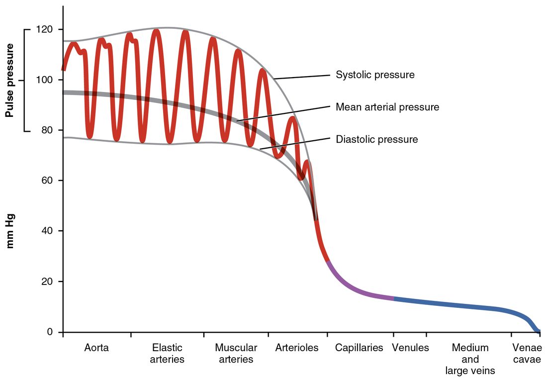 A graph of pressure in mm Hg against position along the systemic circulation, from the aorta through the arteries, arterioles, capillaries, venules and veins to the venae cavae. In the aorta and arteries the pressure swings with each beat between about 120 and 80, with a smooth average line near 95. The swings shrink and the pressure falls steeply through the arterioles, to about 30 at the start of the capillaries, then falls slowly to near zero at the venae cavae.