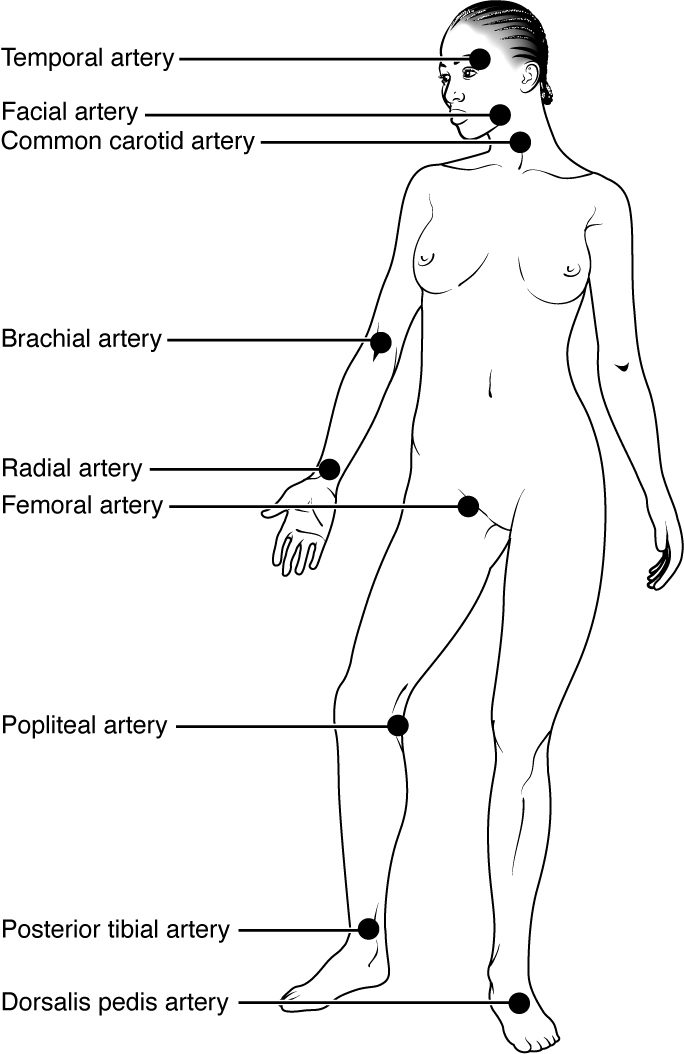An outline drawing of a standing woman with black dots at the places where a pulse can be felt: the temple, the jaw, the side of the neck, the inner arm above the elbow, the thumb side of the wrist, the groin, the back of the knee, behind the inner ankle and on the top of the foot.