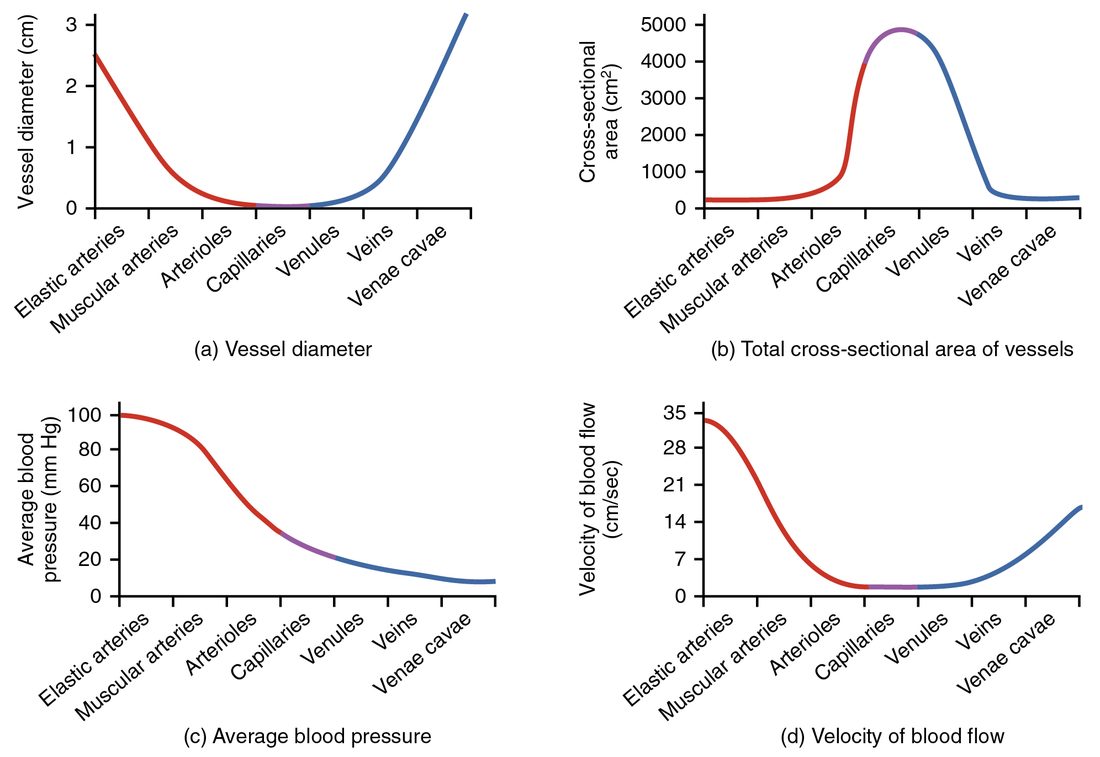 Four graphs, each plotted against the sequence of vessels from elastic arteries to venae cavae. The first shows the diameter of a single vessel, largest in the elastic arteries and venae cavae and smallest in the capillaries. The second shows the total cross-sectional area of all vessels of each type, low in the arteries and veins and highest, near 4,500 square centimeters, in the capillaries. The third shows average pressure falling from about 100 to near zero, fastest across the arterioles. The fourth shows flow velocity, highest in the elastic arteries, lowest in the capillaries and rising again toward the venae cavae.