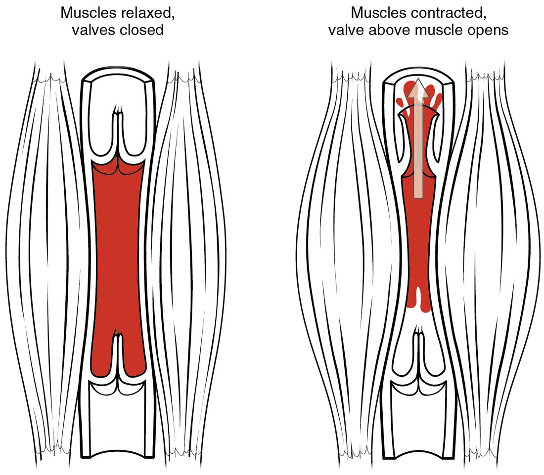 Two drawings of a vein running between two skeletal muscles. Left, muscles relaxed: the vein is full of blood and the valves above and below the segment are closed. Right, muscles contracted and bulging: the vein is squeezed, the valve above has opened, and an arrow shows blood moving upward, while the valve below stays closed.