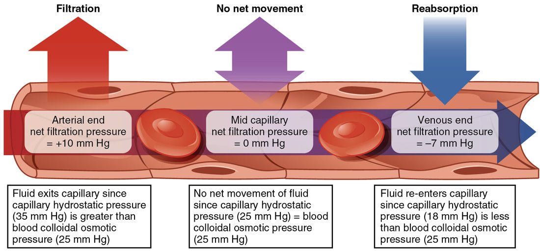 The classic diagram of fluid exchange along a capillary from its arteriole end to its venule end: hydrostatic pressure exceeds colloid osmotic pressure at the arteriole end, where fluid filters out; the two are equal near the middle; and colloid osmotic pressure exceeds hydrostatic pressure at the venule end, where fluid is drawn back in.