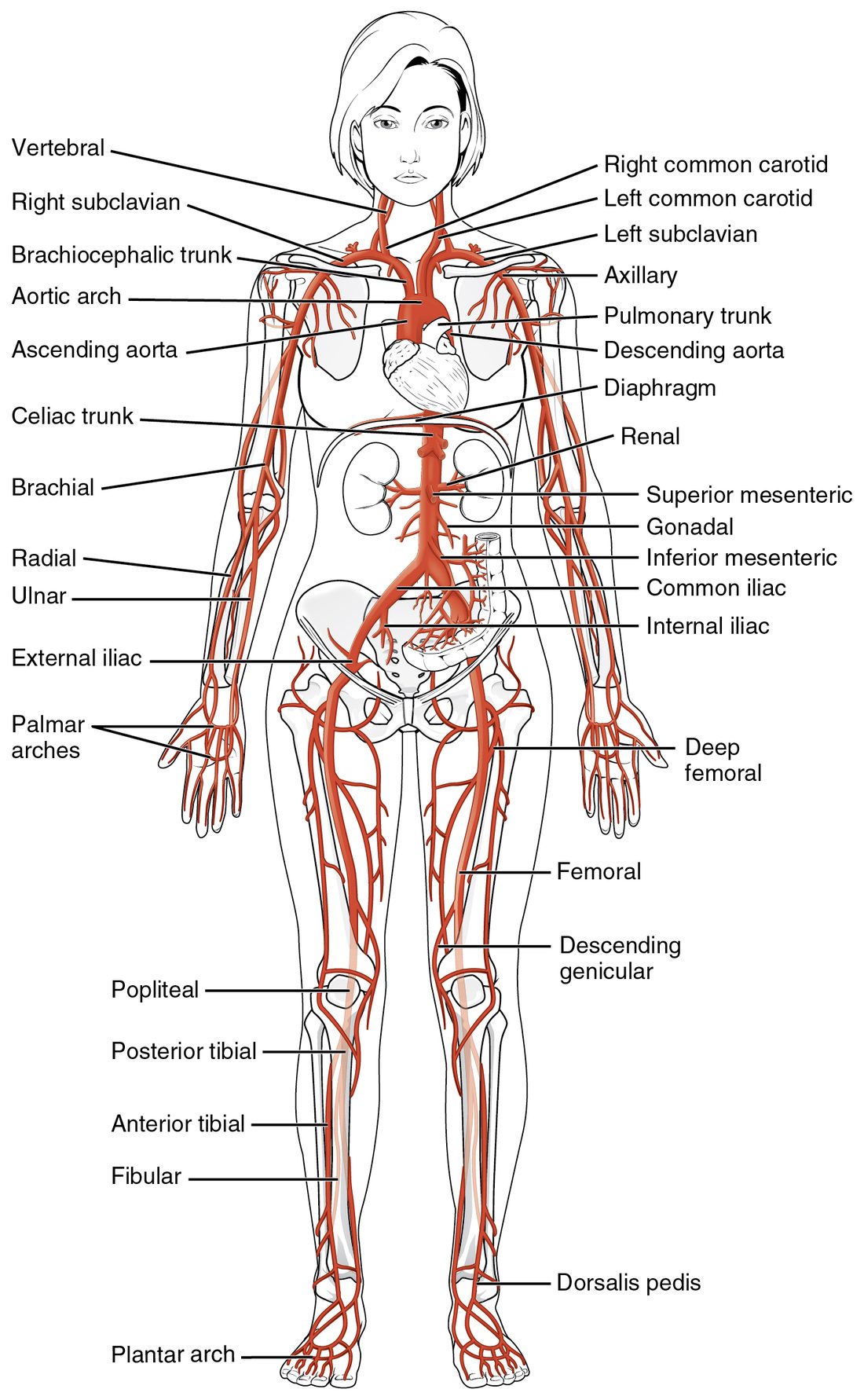 A front view of a standing woman with her main arteries drawn in red. The aorta rises from the heart, arches, and runs down the back of the trunk, giving branches to the head, both arms, the abdominal organs and the kidneys, then splits in the pelvis into two branches that run down each leg to the foot. The arm arteries divide at the elbow into two forearm branches that meet in arches in the palm.
