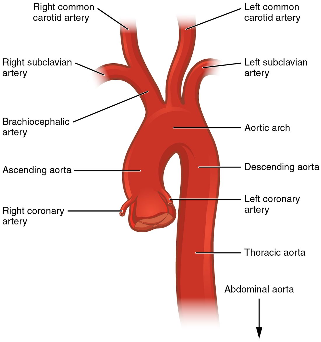 The aorta on its own. It rises from the aortic valve, where two small arteries leave for the heart muscle, curves up and over to the left, and runs straight down. Three branches leave the top of the curve: one short trunk on the right that splits in two, then separate branches to the left side of the neck and the left arm.