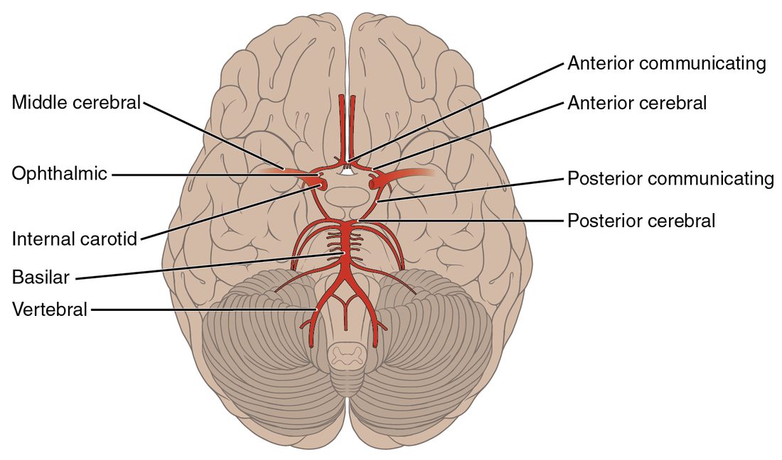 The underside of the brain with its arteries in red. Two arteries run up the underside of the brainstem and join into one midline artery. That artery splits at its top end, and short connecting arteries link it to the two arteries arriving at the front, closing a ring of arteries around the base of the brain.