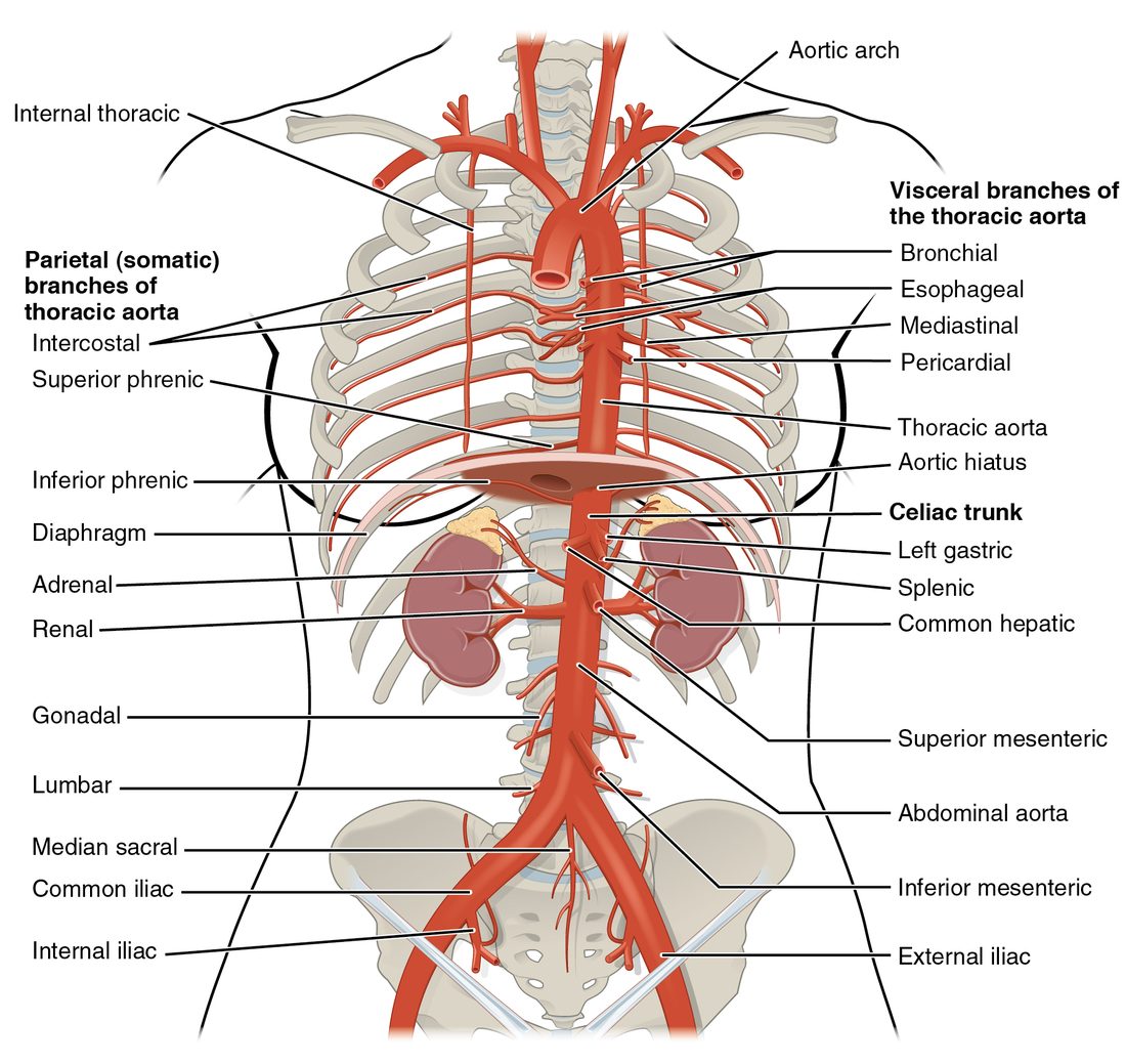The aorta running down the back of the chest and abdomen in front of the spine, with the ribs, diaphragm and kidneys in place. Small branches leave it in the chest for the chest wall and organs. It passes through an opening in the diaphragm, gives off a short trunk that splits three ways, single branches to the gut, paired branches to the kidneys and to the reproductive glands, and splits into two large branches in the pelvis.