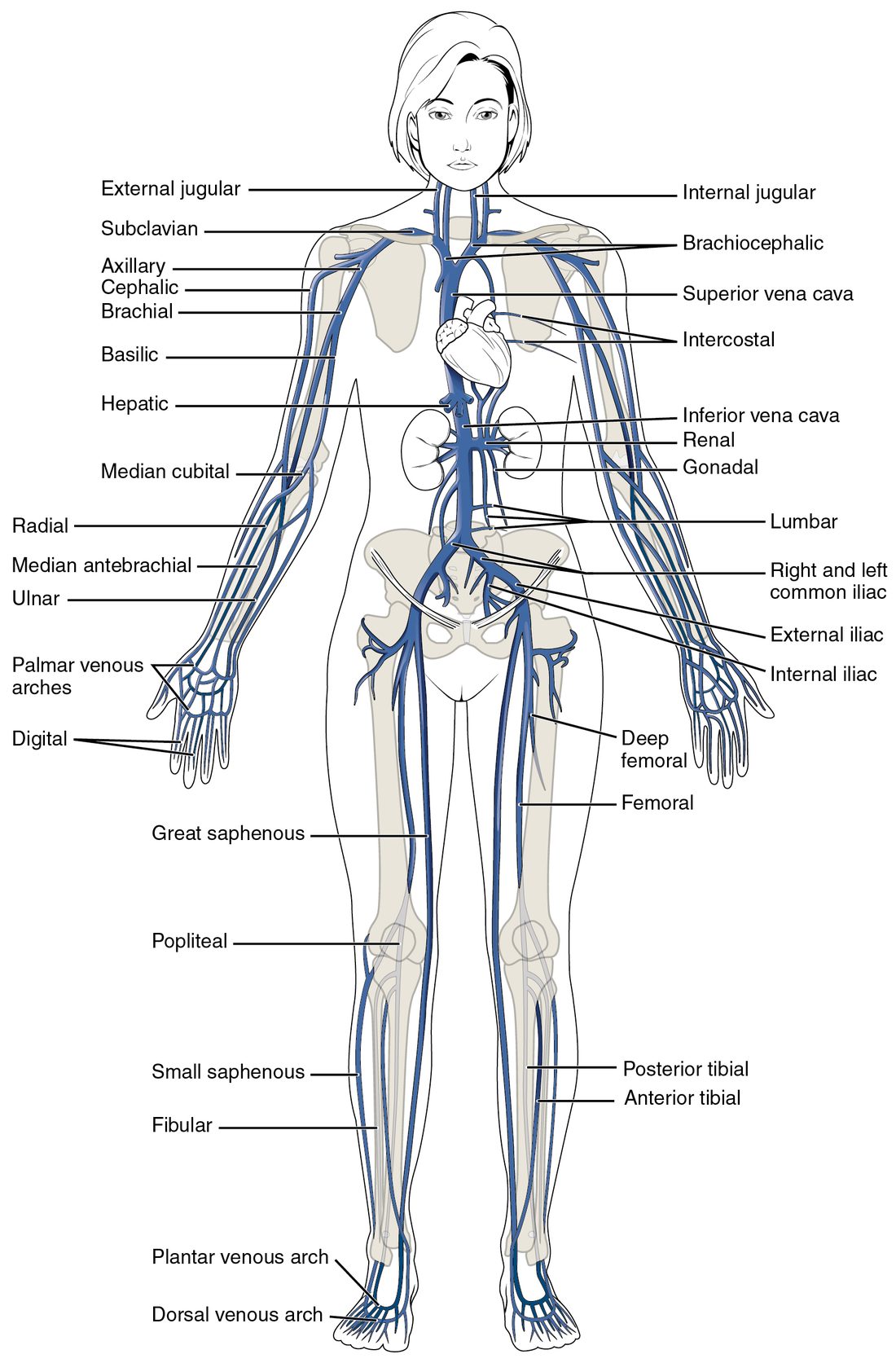 A front view of a standing woman with her main veins drawn in blue. Veins from the head, neck and arms join into two large trunks that meet in one large vein entering the top of the heart. Veins from the legs, pelvis, kidneys and liver join a second large vein that runs up the back of the abdomen to the bottom of the heart. Superficial veins run up the inner and outer sides of each arm, and a long vein runs up the inner side of each leg.